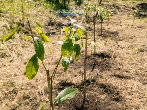 Accelera Drives Green Mobility: 300 Trees Planted by PT Elangperdana Tyre Industry in Bogor